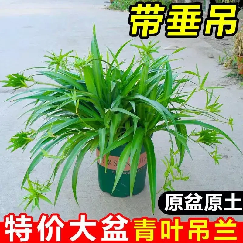 青叶金边吊兰带藤大苗室内垂吊花卉盆栽客厅四季常青净化空气植物