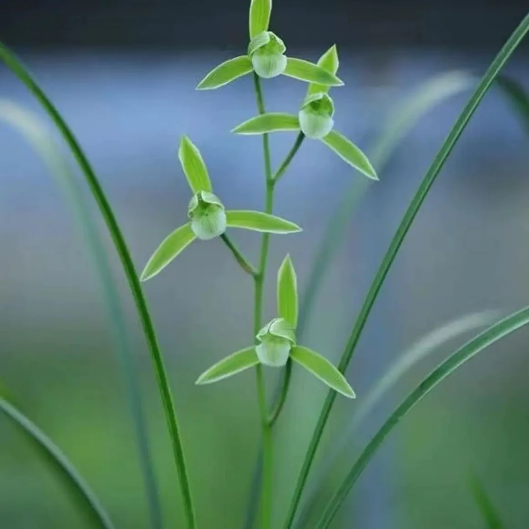 原生态种植兰花一物一拍 直播间问价