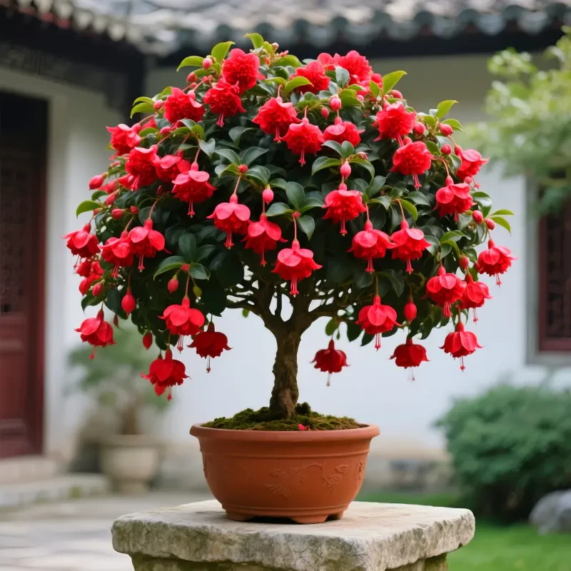 重瓣大花浓香型宝莲灯树苗盆栽室内外四季可种驱蚊虫花卉绿植易活