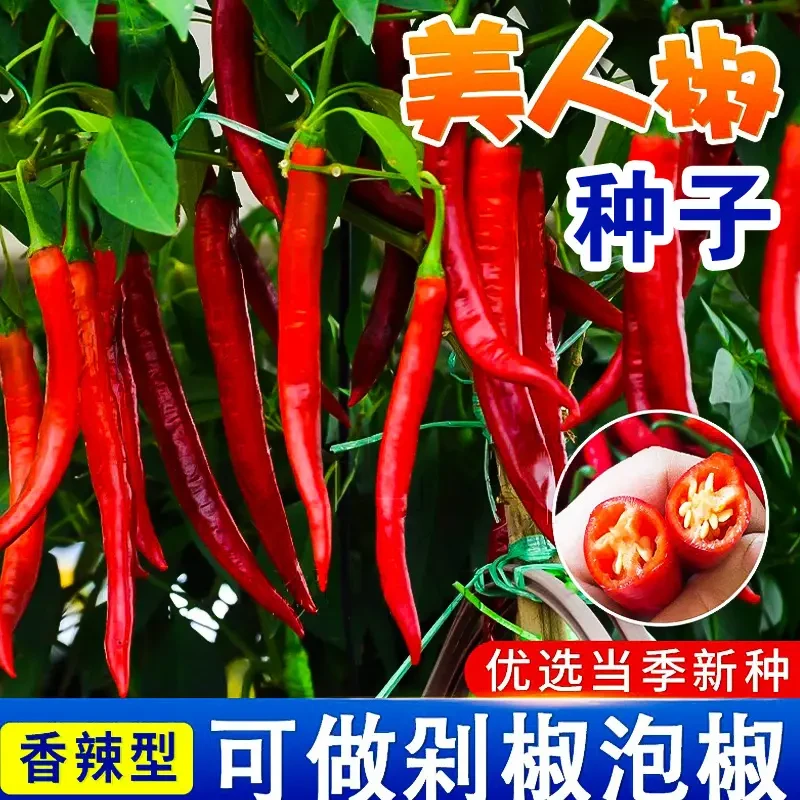 美人椒种籽辣椒蔬菜种子辣椒高产农家院菜园阳台种植抗病辣椒种子