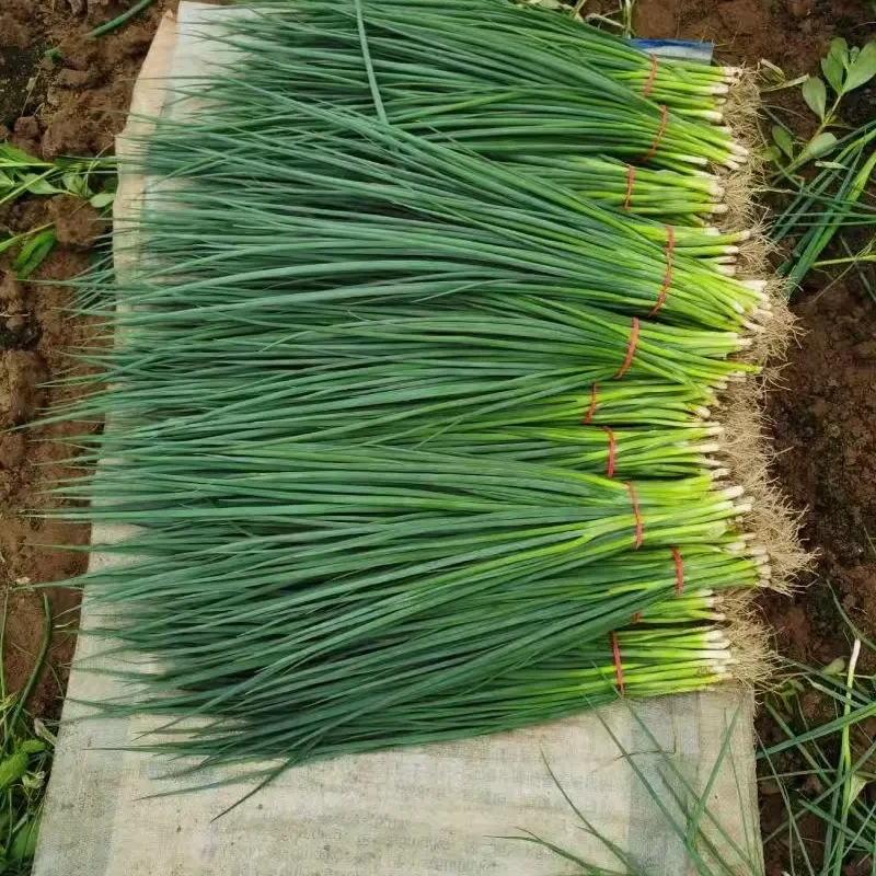 新鲜火葱江西吴城火葱