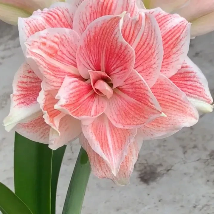 南非朱顶红-初恋主球11.5cm，包对版，不包养护