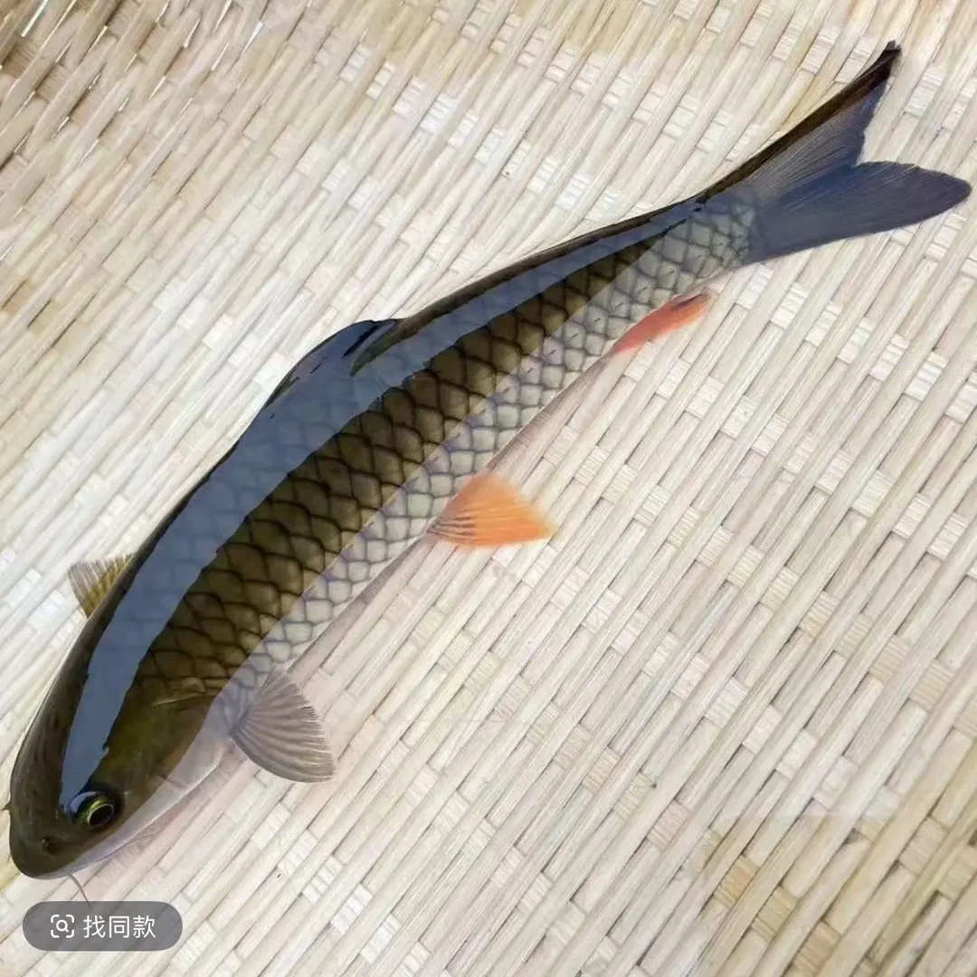 黄鳍军鱼冷水观赏食用（一物一拍）