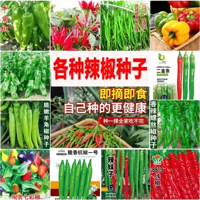 益都红辣椒种子薄皮红干椒辣 春夏季