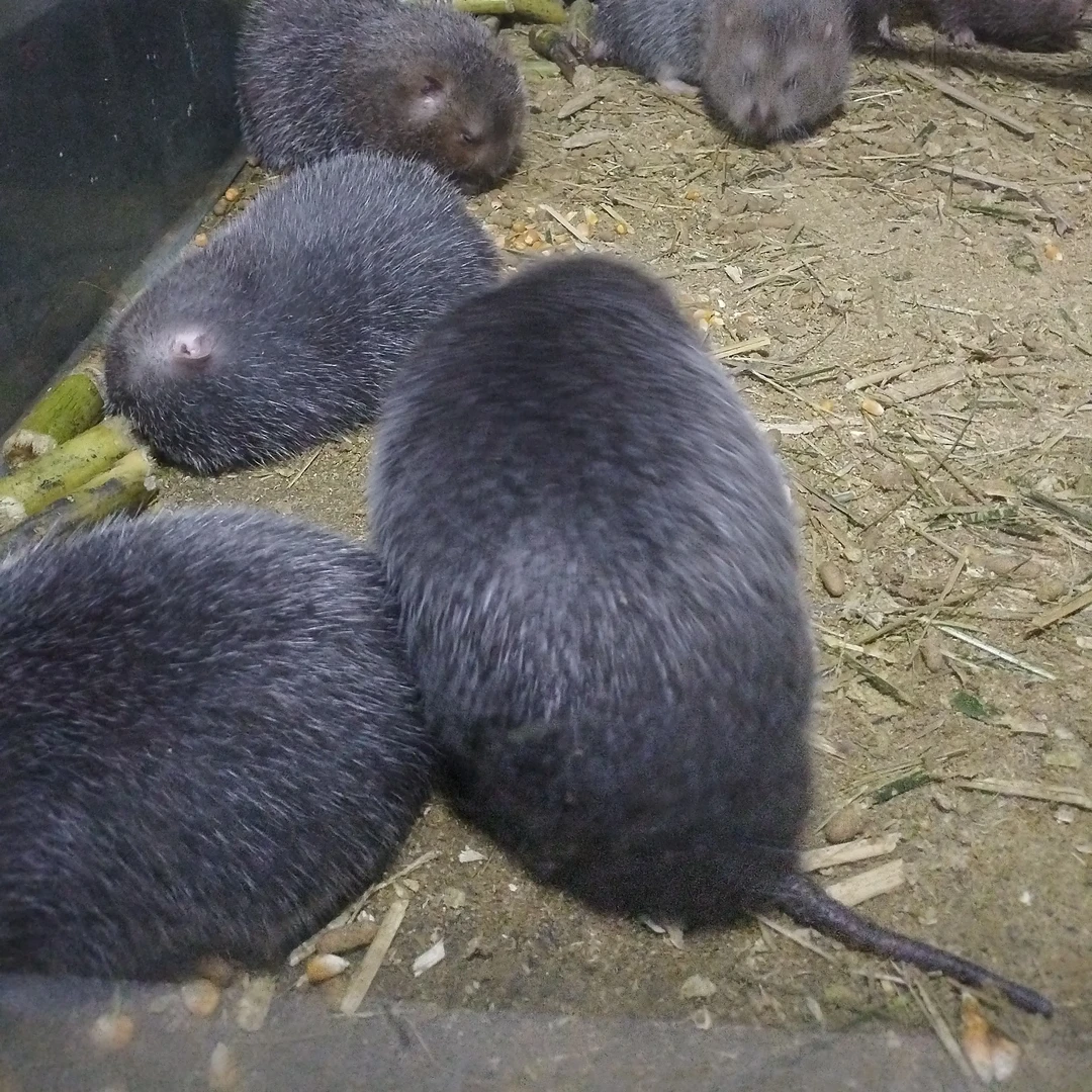 10对装自繁自养优质竹狸，每只1斤到1.5斤