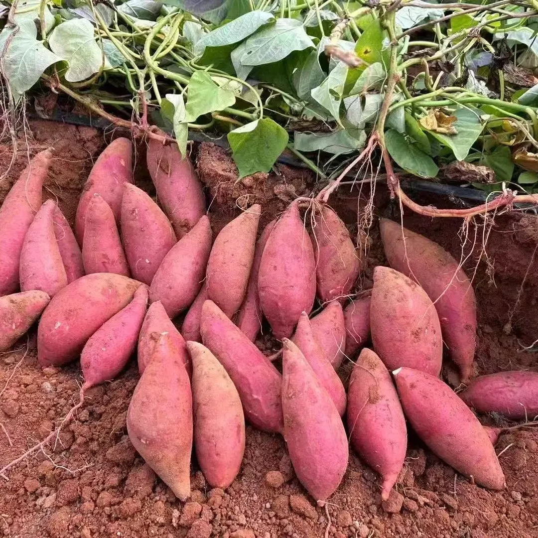 新鲜现挖高山蜜薯西瓜红薯软糯甘甜地瓜农家自种番薯粗粮5斤装