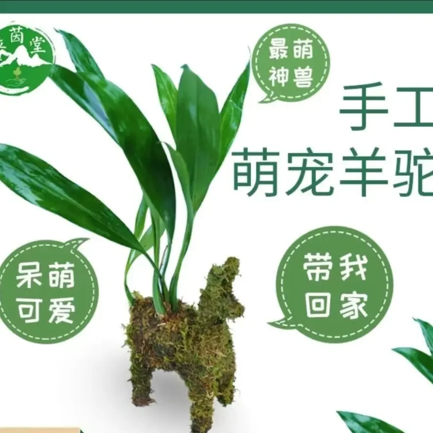 简易水培羊驼苔藓盆栽四季常青净化空气室内懒人绿植