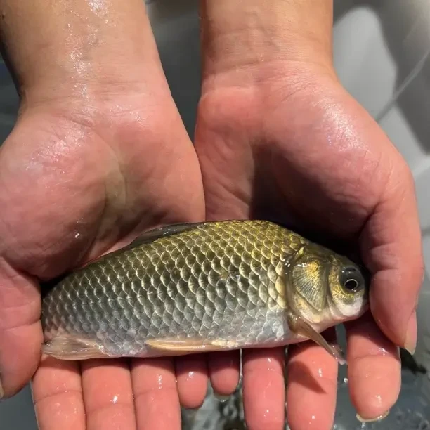 土鲫鱼、一斤、活杀