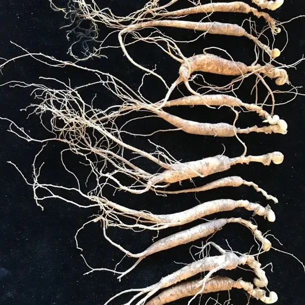 长白山林下参滋补养生可煲汤泡酒的健康礼品