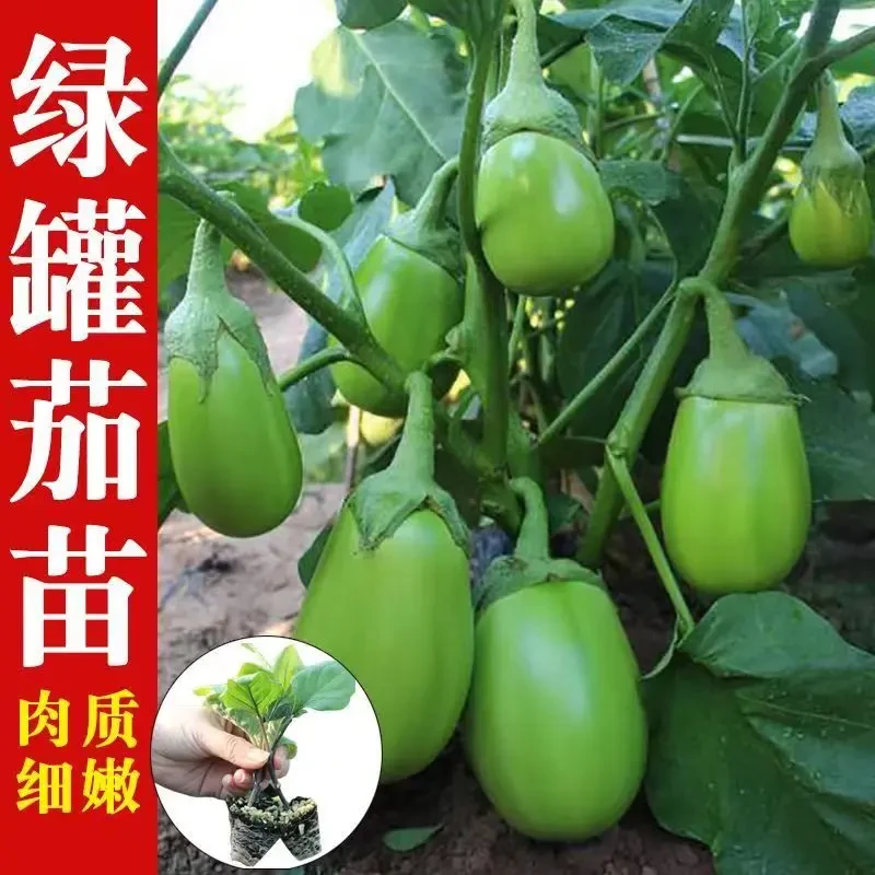 绿罐茄种苗茄子种苗四季盆栽庭院蔬菜种苗高产绿皮水果青茄子秧苗