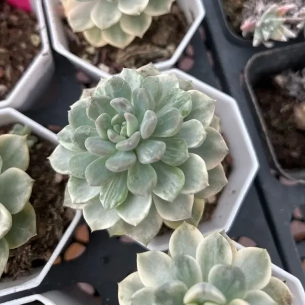 C26莎莎女王精品多肉