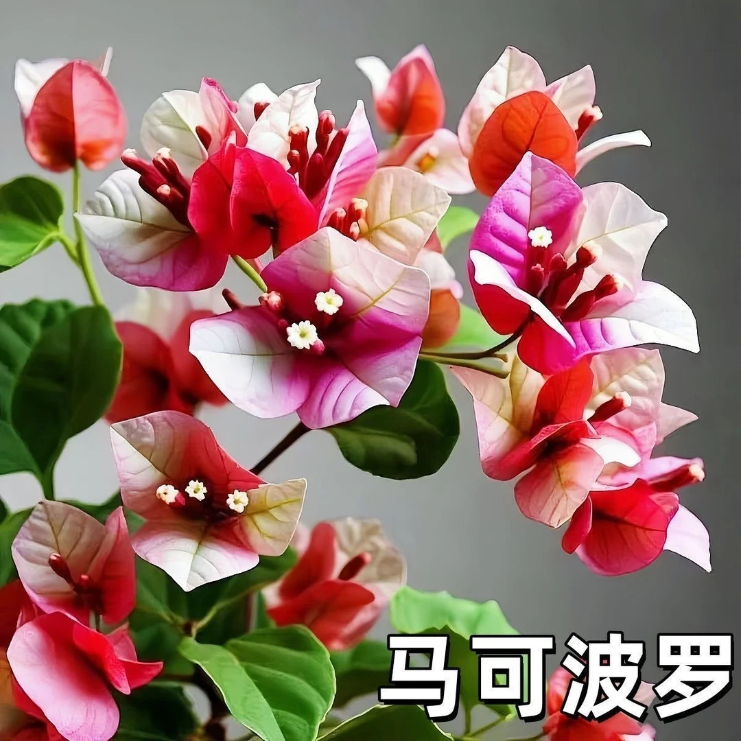 【马可波罗】新品三角梅花卉绿植盆栽盆景阳台客厅爬藤植物勤花