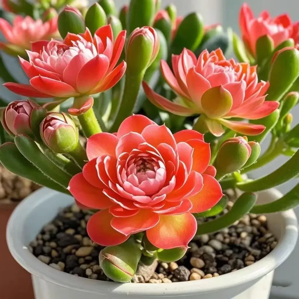 【活动清仓】浓香型重瓣大花紫月寒盆栽绿植四季开花南北好养观花植