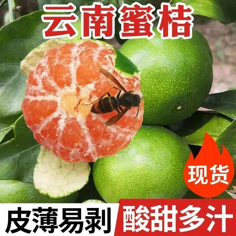 【现货】云南蜜桔薄皮黄皮青皮橘子孕妇酸甜新鲜水果桔子批发