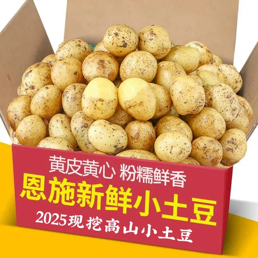 恩施小土豆现挖农家新鲜黄心土豆5-9斤应季迷你马铃薯洋芋