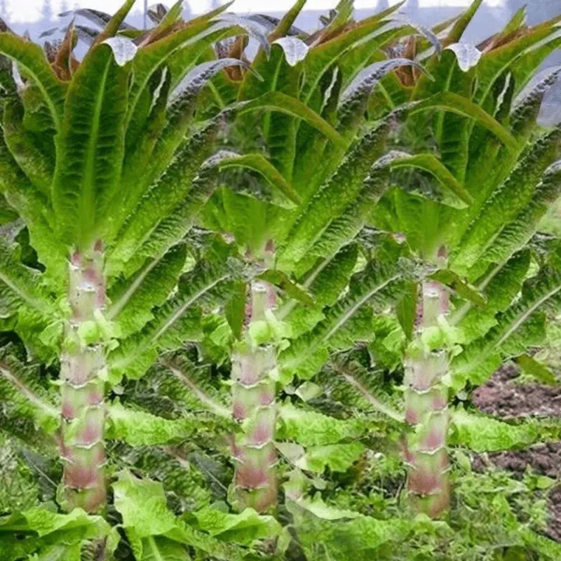 四季尖叶红皮莴笋种子高产红皮绿肉莴苣种子秋冬播农家蔬菜种子-x