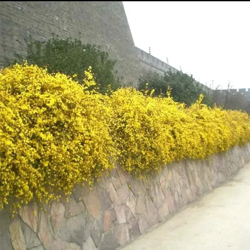迎春花树苗盆景高杆探春花庭院盆栽攀援爬藤垂吊类花卉报春花植物