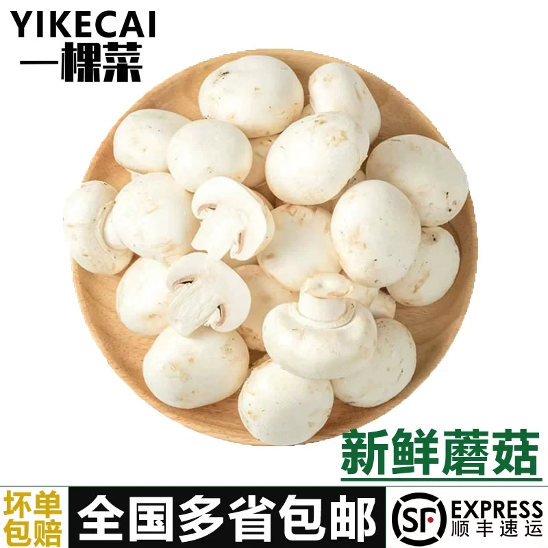 YIKECAI新鲜白蘑菇250g-2500g 食用菌菇 烧烤蘑菇 双孢菇煲汤炒菜