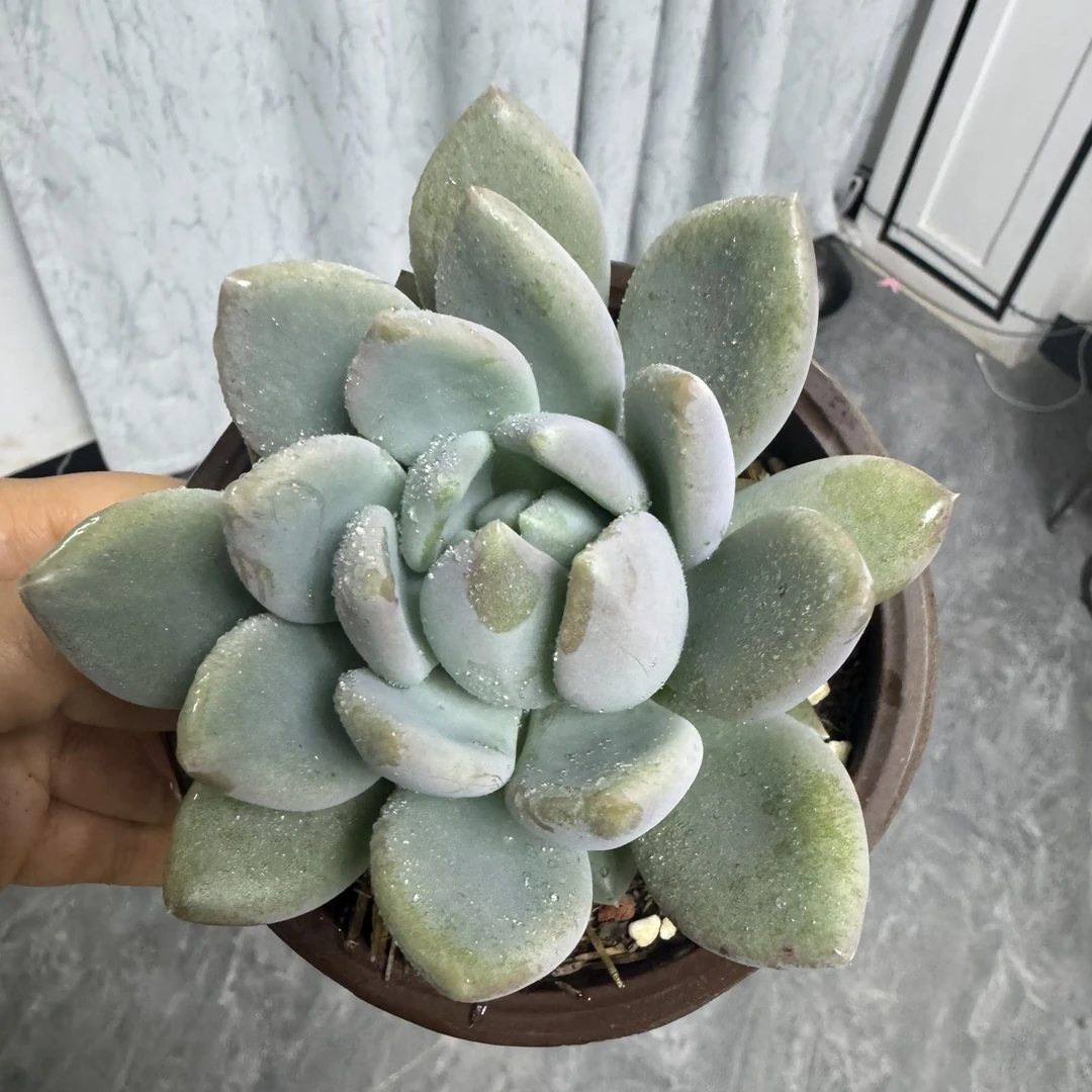 新手好养胖美人多肉植物适合室内阳台净化空气