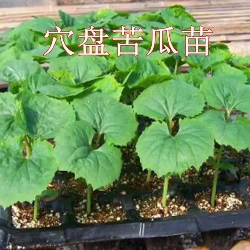 【万】季高产特大早熟苦瓜秧苗苹果白玉新鲜苦瓜苗