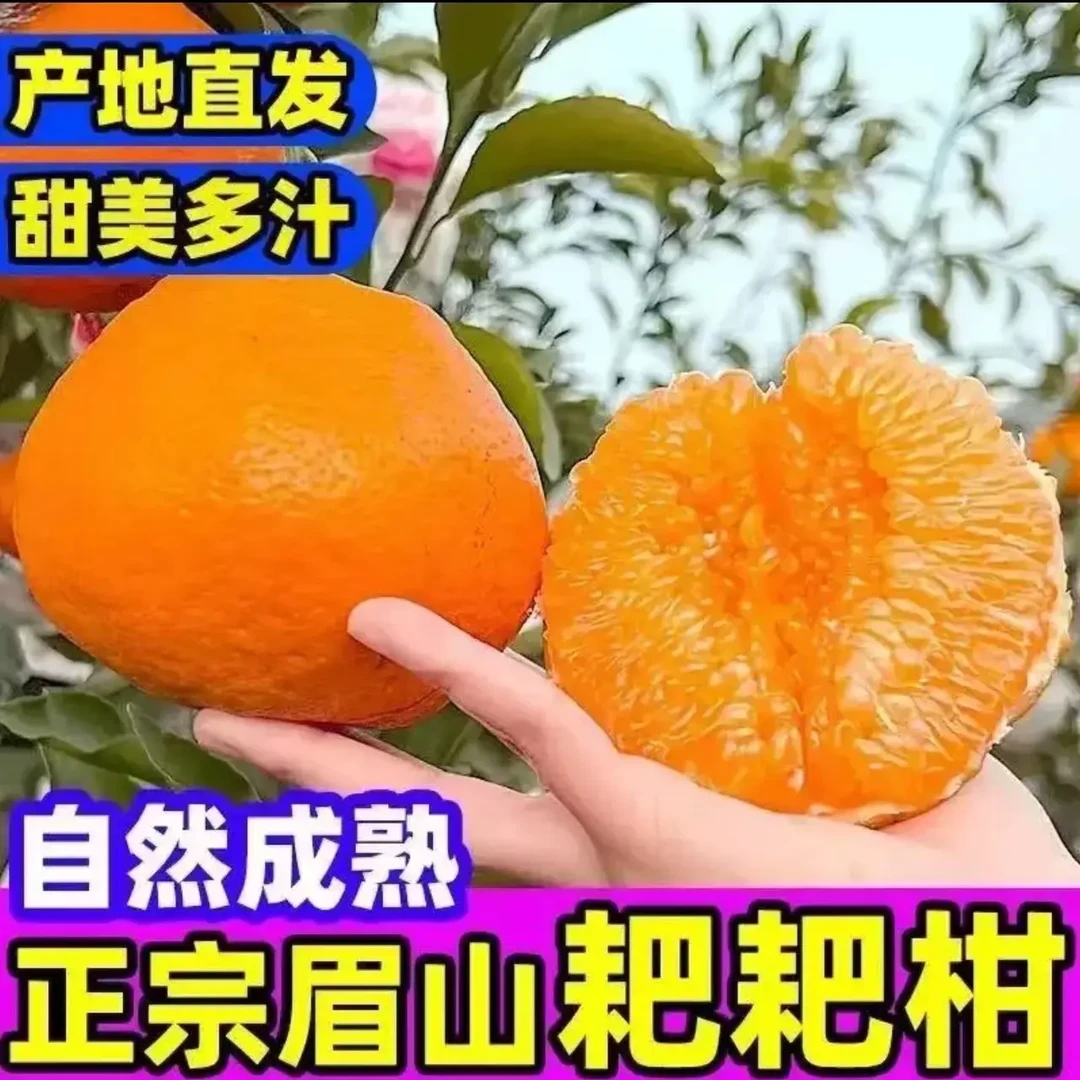 【詹乃乃专属】四川春见耙耙柑新鲜优质水果现剪当季新鲜水果彩箱