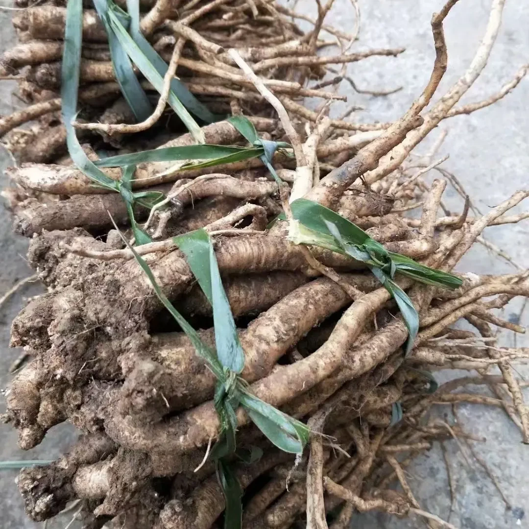 巴山大峡谷黄连村新鲜党参煲汤500g包邮