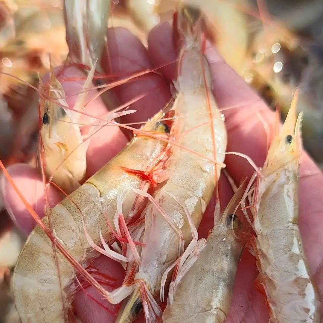 电白鲜麻虾500G/盒速冻 顺丰包邮