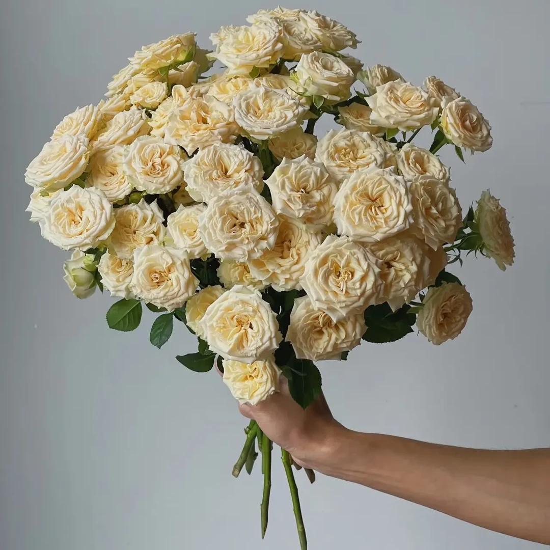 【翠妮缇多头玫瑰】鲜切花两单普快三单顺丰冷链云南直发玫瑰