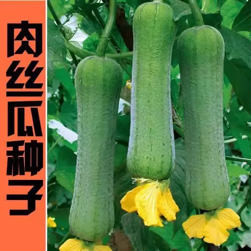 【满5包包邮】肉丝瓜种子高产早熟瓜种子四季香丝瓜当季阳台易活清