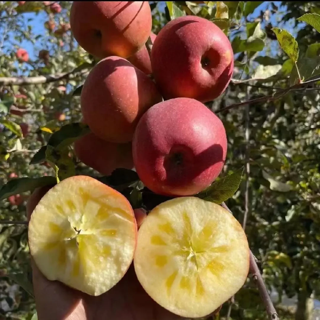 云南昭通丑苹果新鲜现摘脆甜多汁冰糖心水果冰糖心丑苹果