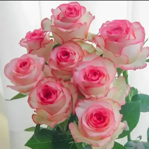 稀有品种【香水爱莎】月季老桩苗月季盆栽地栽庭院四季循环开花