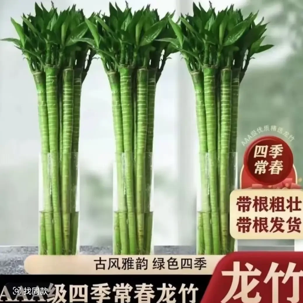 文昌竹龙竹带根水养丁财两旺节节高升水培客厅四季常青植物不带瓶