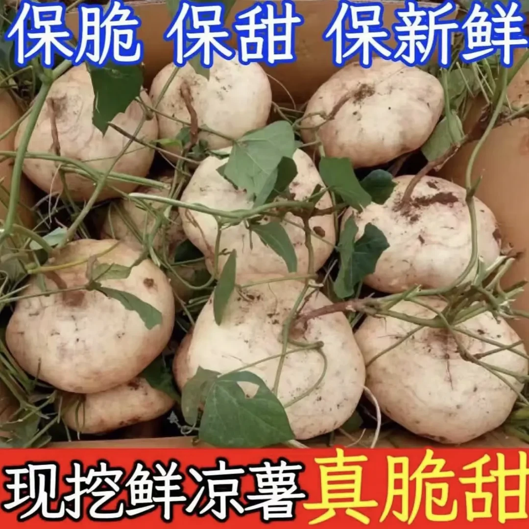 新鲜湖北恩施地萝卜凉薯地瓜白瓜土瓜沙葛脆甜多汁地梨