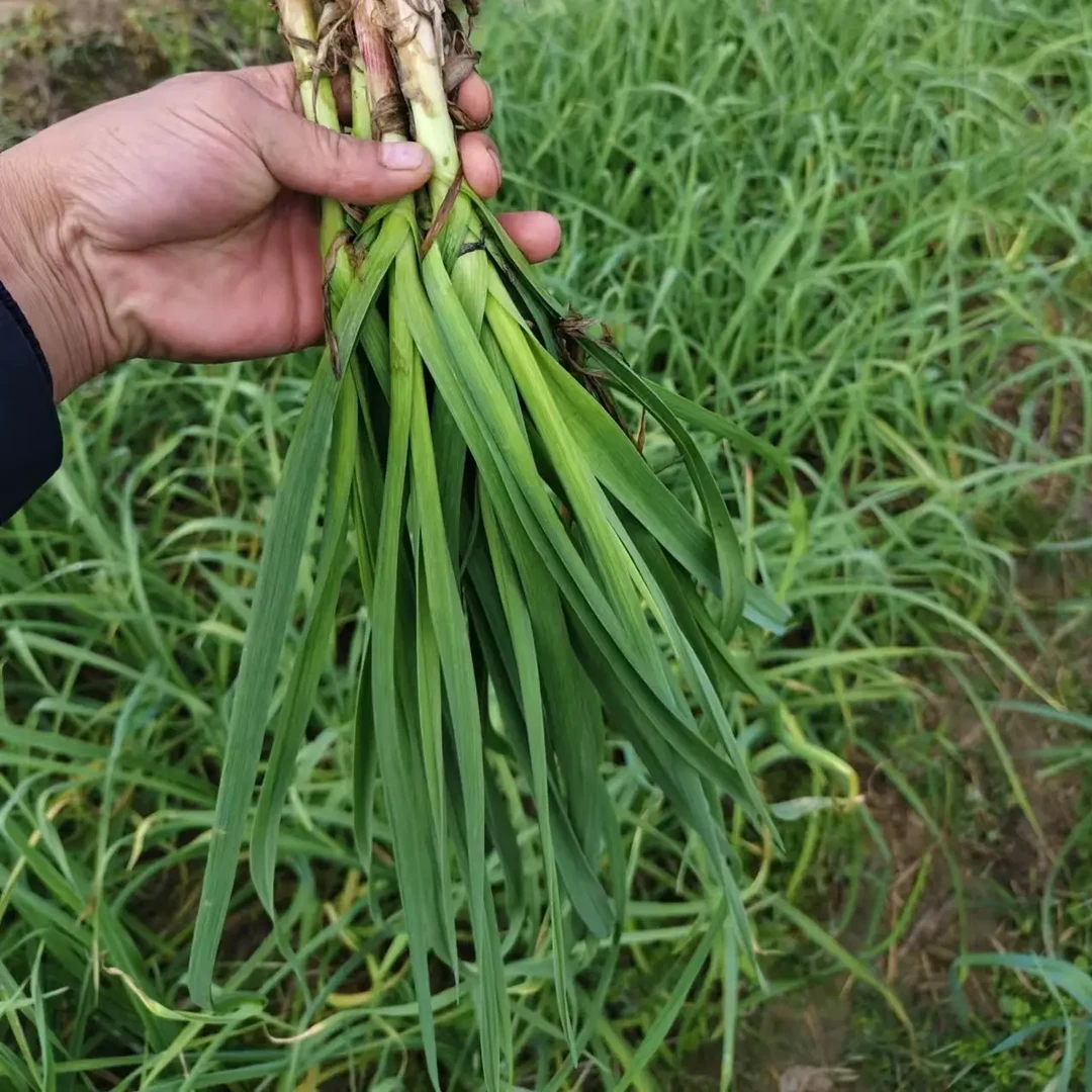 红根蒜苗小蒜苗土蒜苗大蒜叶农家种无农残当季新鲜蔬菜韭菜根现挖