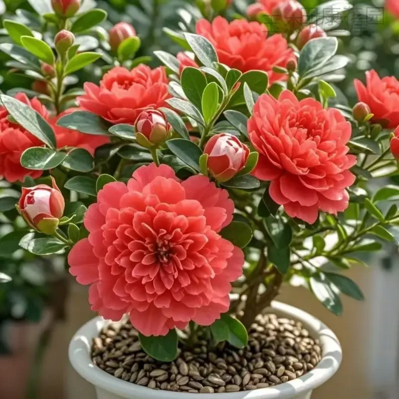 好养青杨花卉盆栽香水型浓香四季常青植物室内外种植进口青杨绿植