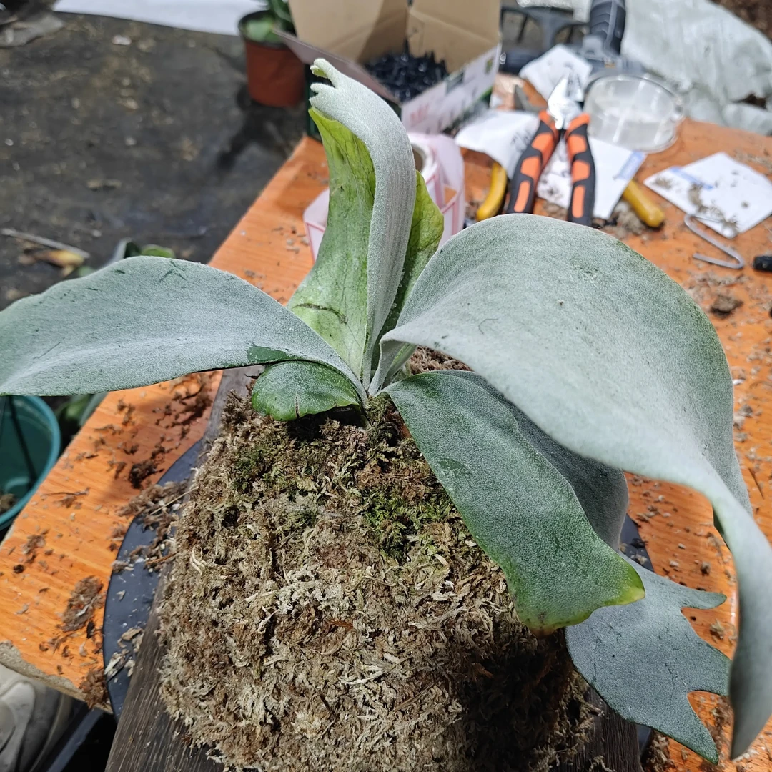 巴厘爪哇鹿角蕨板植盆栽室内耐阴好养热植，轻微叶损不包售