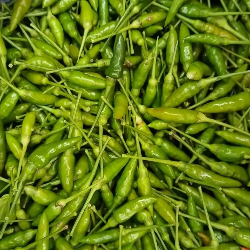 云南特产新鲜现摘金平小雀辣香辣脆爽产地直发