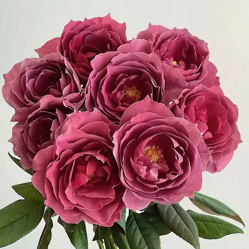 红茶月季 冈本勘次郎 灌木大花红茶色切花玫瑰 直立 别名黑茶月季