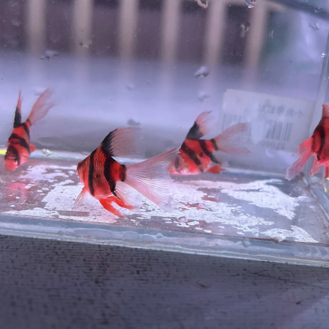 红纹虎皮鱼热带淡水观赏鱼耐寒群游好养耐活适合新手