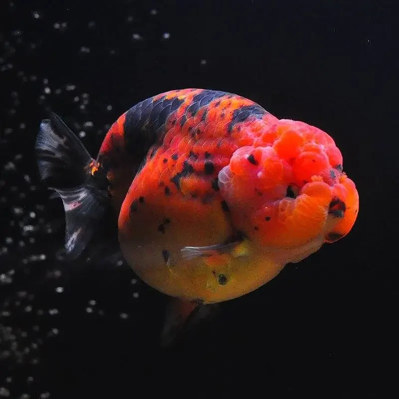 兰寿鱼苗金鱼观赏鱼冷水鱼孙