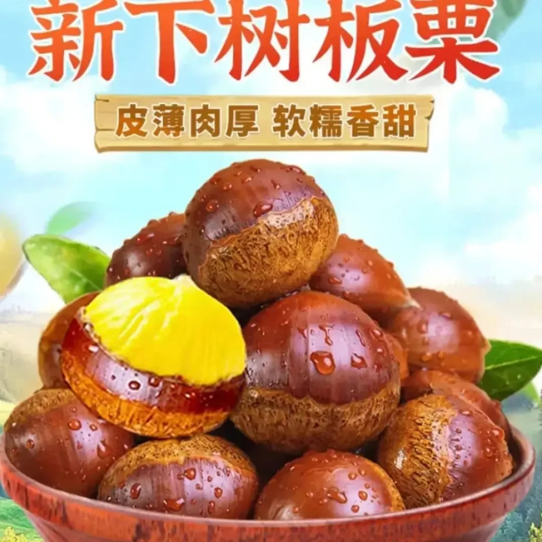 【丹东高山老树大板栗】新鲜当季带壳油锥板栗生板栗颗颗饱满绚莉