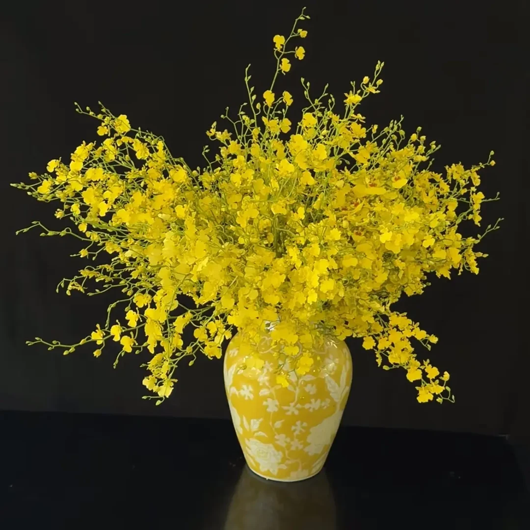 云南鲜花基地现采直发跳舞兰花期长适合家养水养基地直发多头黄色