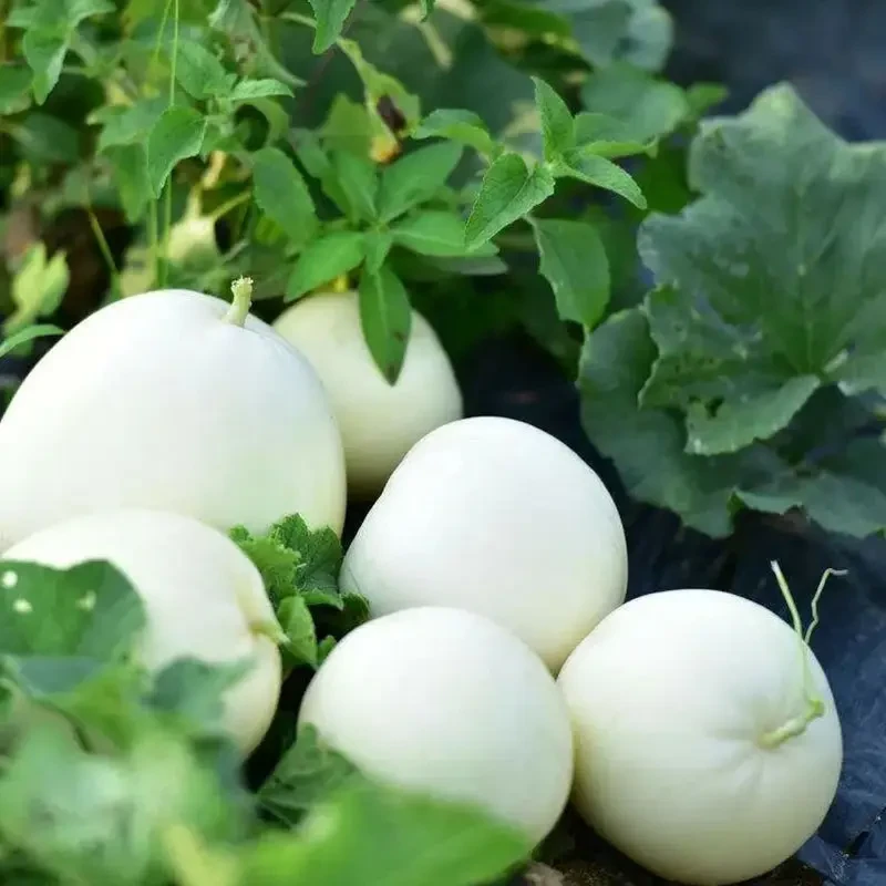 【新疆包邮】白沙蜜甜瓜种子冰糖甜瓜籽香瓜四季阳台盆栽蔬菜种子