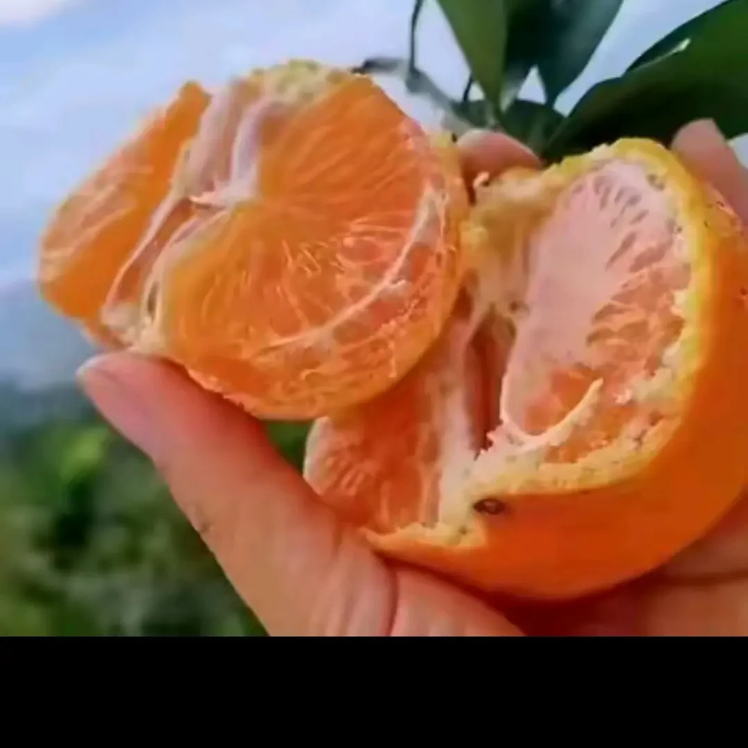 四川春见耙耙柑，产地直发，新鲜到家