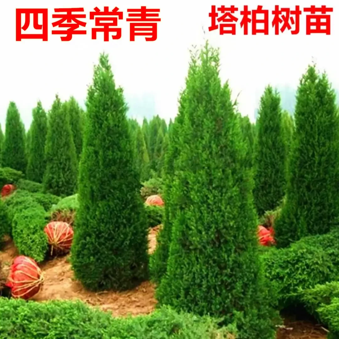 柏树树苗塔柏扁柏松柏侧柏树苗圆柏松树宝塔松龙柏苗四季青松柏树