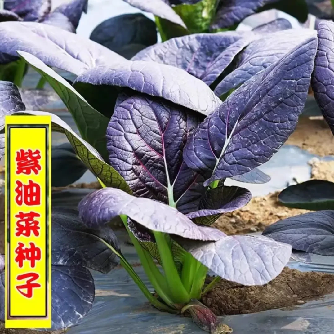 【满5包包邮】紫油菜种子小油菜种籽上海青四季阳台庭院盆栽蔬菜种