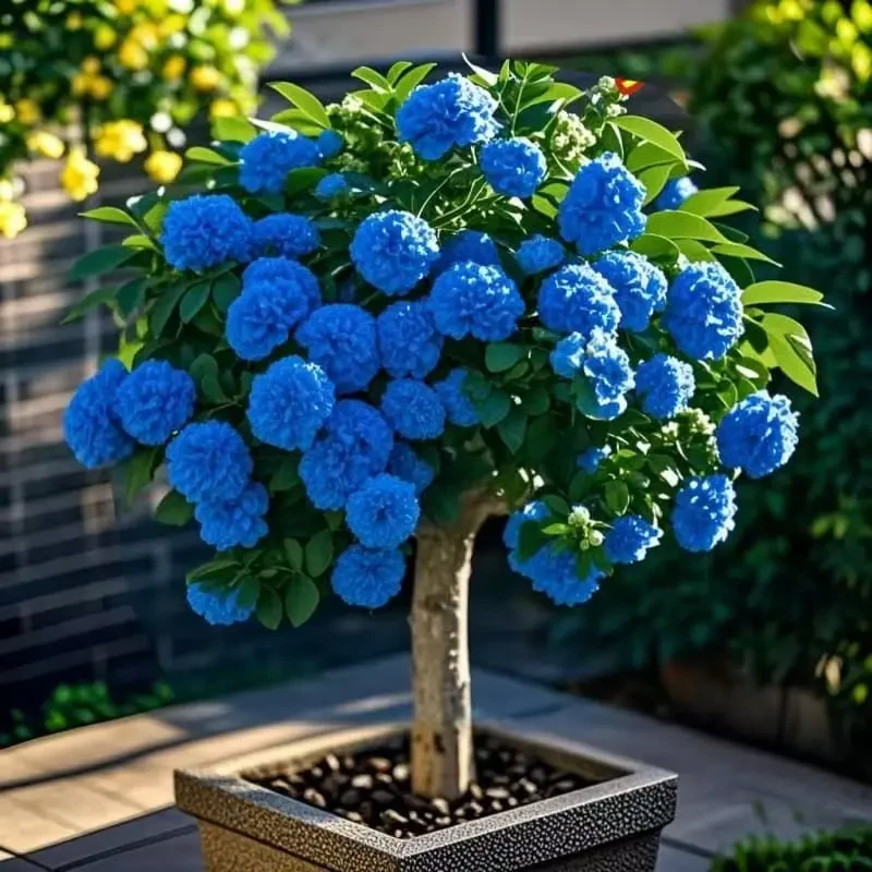 浓香新品七叶驱蚊花树多色四季开花室内室外盆栽耐寒爆花植物花卉