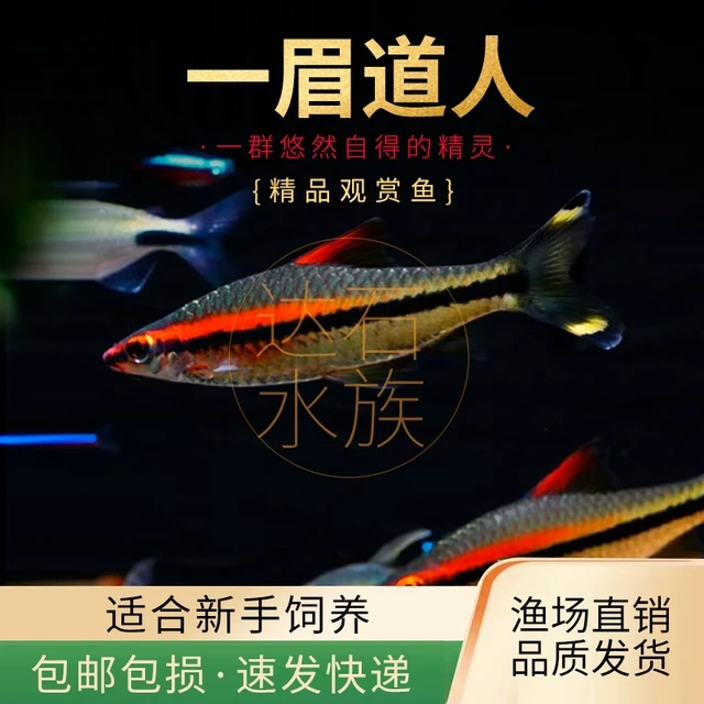 一眉道人红眉道人观赏鱼热带淡水鱼草缸群游鱼活体好养耐活