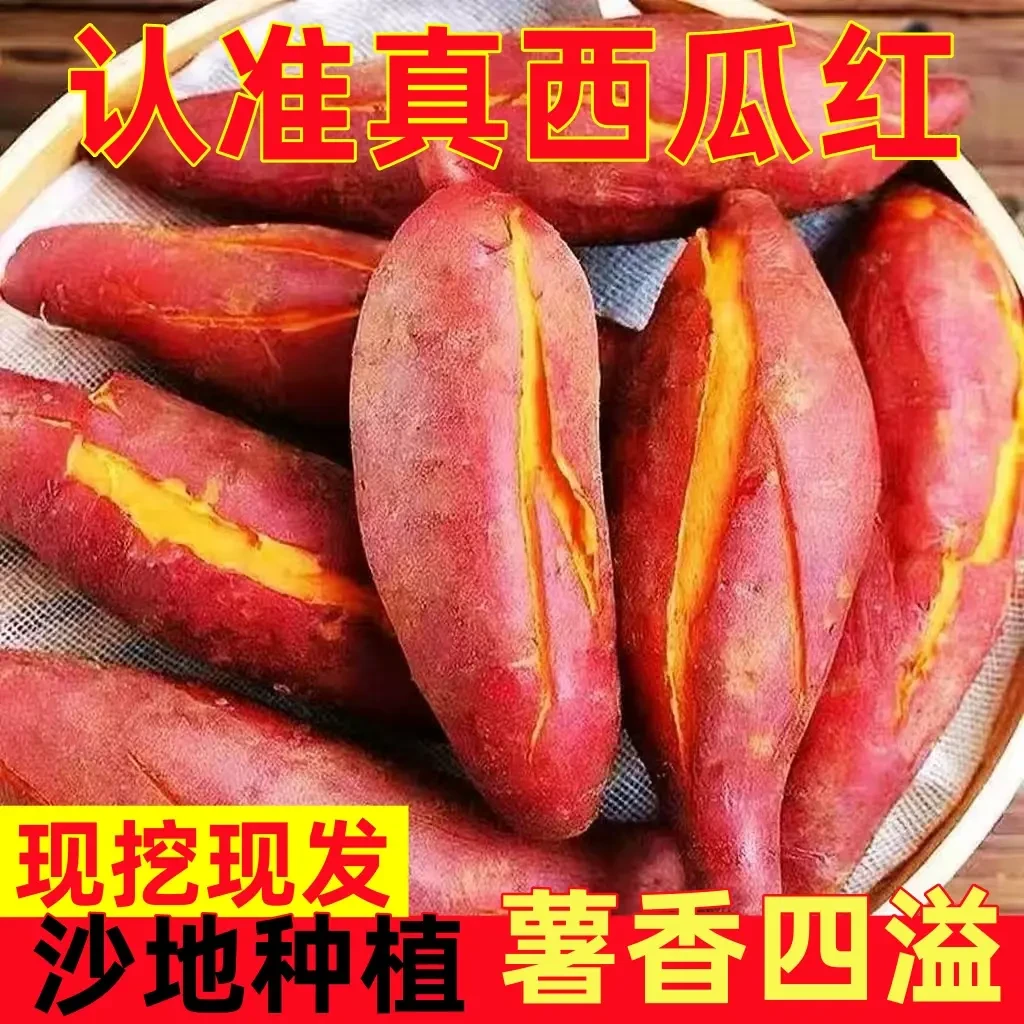 河南农家沙地西瓜红番薯原产整箱直发软糯香甜可代餐饱腹粗粮可口