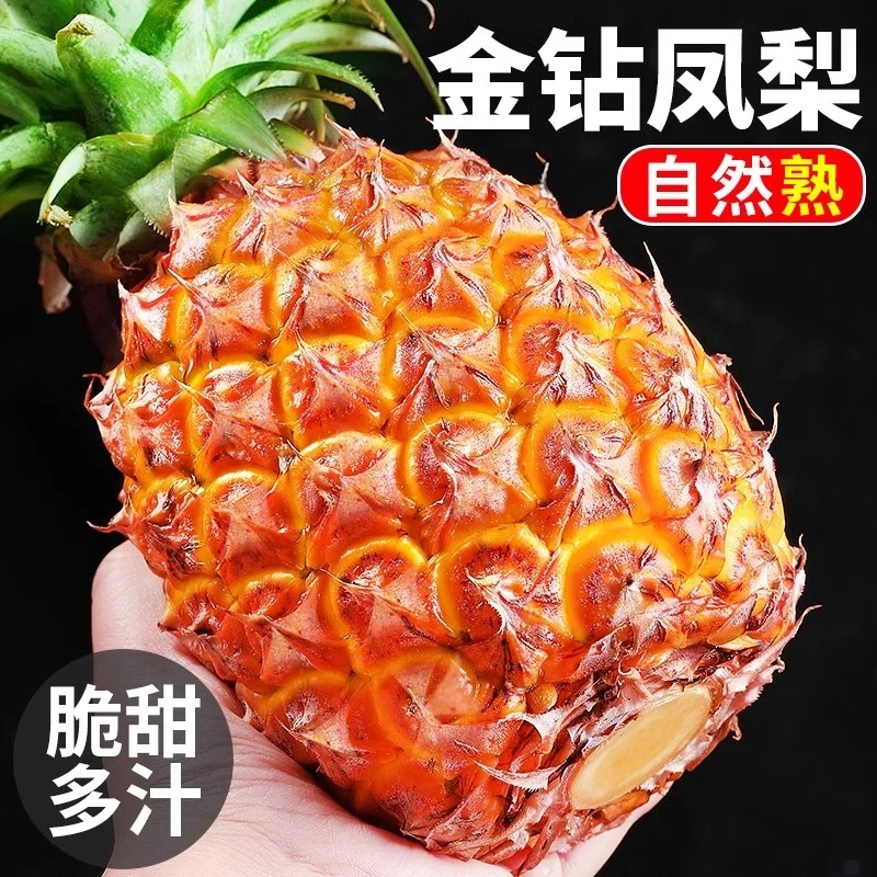 现摘正宗海南金钻凤梨当季新鲜水果凤梨大果菠萝树上熟整箱包邮